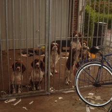 Engelsk springer spaniel ft. marcus