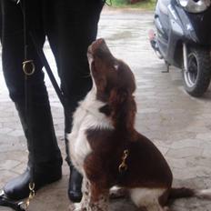 Engelsk springer spaniel ft. marcus