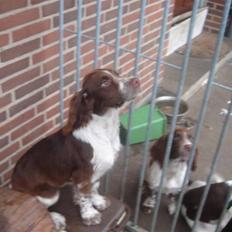 Engelsk springer spaniel ft. marcus