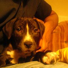 Amerikansk staffordshire terrier Kenzo