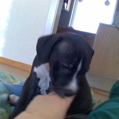 Amerikansk staffordshire terrier Kenzo