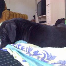 Amerikansk staffordshire terrier Kenzo