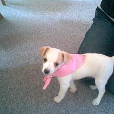 Dansk svensk gaardhund Fifi Jørnsen