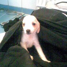 Dansk svensk gaardhund Fifi Jørnsen