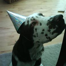 Engelsk springer spaniel Arkibal