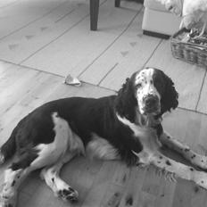 Engelsk springer spaniel Arkibal