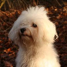 Coton de tulear Super Carla