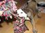 Engelsk bulldog Bella - Giii miiigg...miiiit reb!!!!!  Grrr...