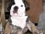 Engelsk bulldog Bella
