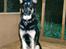 Schæferhund King *R.I.P* - Den smukkeste hund 
