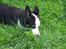 Border collie Cleo RIP lille tøs