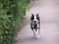 Border collie Cleo RIP lille tøs