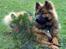 Eurasier Spike - Spike pynter op til Julen 2007 ;o)