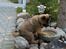 Eurasier Spike - Havens største fugl.