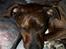 Blanding af racer Ida  - ZZZzzzZZZzzzZZZzzz