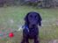 Labrador retriever Bertram R.I.P - Hej far..Sidder jeg godt nok nu?