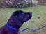 Labrador retriever Bertram R.I.P - 16 uger.....Er jeg ikke fin