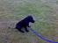 Labrador retriever Bertram R.I.P - Jeg kan godt sidde pænt hvis jeg vil.