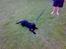 Labrador retriever Bertram R.I.P - Lege i haven