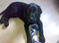 Labrador retriever Bertram R.I.P - Juubiii Har lige fået nyt legetøj....