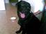 Blanding af racer Fraya - Lab/Berner 26/8-06 - 14/2-19 - Fraya er med ude hos min bedste søn. 26/8-07