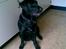 Blanding af racer Fraya - Lab/Berner 26/8-06 - 14/2-19 - Fraya hos bedste