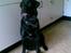 Blanding af racer Fraya - Lab/Berner 26/8-06 - 14/2-19 - Fraya hos bedste