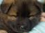 Eurasier Spike - Ham kunne vi ikke stå for.