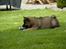Eurasier Spike - Tid til leg.