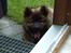 Eurasier Spike - Jeg er lige glad med at det regner.