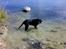 Labrador retriever Bertram R.I.P - Er mor og far der endnu? Er lidt bange for alt det vand.