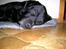 Labrador retriever Bach