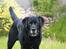 Labrador retriever Bach - her er jeg ude og lege med min lillebror som ikke ses på billedet