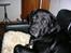 Labrador retriever Bach - nu fik jeg lov til at ligge på en deilig sofa
