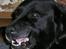 Labrador retriever Bach