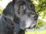 Labrador retriever Bach