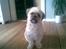 Lhasa apso Ozzy