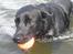 Labrador retriever Chavez