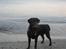 Labrador retriever Chavez