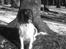 Engelsk springer spaniel stella
