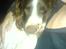 Engelsk springer spaniel stella - Stellas nye ven basse