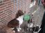 Engelsk springer spaniel ft. marcus