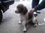 Engelsk springer spaniel ft. marcus