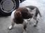 Engelsk springer spaniel ft. marcus