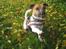 Jack russell terrier Meyer *død* - Meyer og Didi!