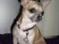 Chihuahua ~ Kelbi ~ - Kelbi 