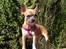 Chihuahua ~ Kelbi ~ - Kelbi på ferie i Spanien (Feb. 2008) 