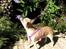 Chihuahua ~ Kelbi ~ - Hvor er det skønt med blomster i Februar  (Spanien)