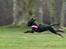 Blanding af racer Pinscher/gårdhund- Chilly - Nyt 21/1-08. Jeg kan flyve.