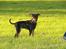 Blanding af racer Pinscher/gårdhund- Chilly - Se en flot holding jeg har.